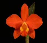 Slc. Memoria Trudi Marsh